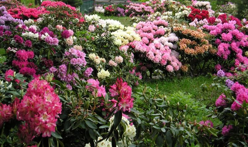 V některých létech se stává, že část květních pupenů připravených na jaro se nemůže jara dočkat a vykvete již na podzim. Rostlině to nijak neuškodí.