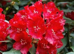 Zdá se, že mezi rododendrony se zatoulala vznešená kamélie. Panenská nevinnost květu snad uchvátí každého pozorovatele.