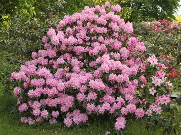 V našich podmínkách dolního Povltaví přežívá zatím bez problémů. 'Sammet Glut' Rododendron pocházející z bohaté produkce pana Hachmanna.
