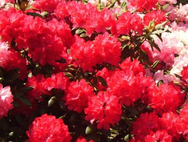 Jednotlivé květy a květenství tohoto statného rododendronu jsou obrovské. Barva květu je příjemně růžová. Mrazuvzdornost -22 C. V 10 létech dosahuje velikosti 120 140 cm.