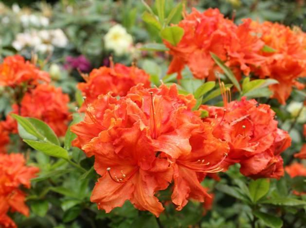 Zářivě oranžová a sytě žlutá barva, která je u mrazuvzdorných velkokvětých rododendronů vzácná, je u azalek naopak dosti běžná.