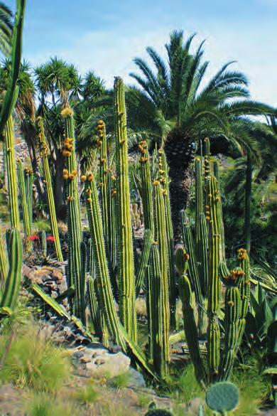 jedna z pláží na Playa del Inglés Kanáry poprvé: GRAN CANARIA 8-DENNÍ letecky: hory a moře Gran Canaria patří spolu s Tenerife k největším lákadlům Kanárských ostrovů.