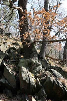 Elateridarium 9: 40-110, 2015 89 Jirkov, Jindřišská, suťový les nad vodní nádrží Jirkov (http://www.mapy.cz/s/eo6f) Na západních svazích údolí je zajímavý suťový les.
