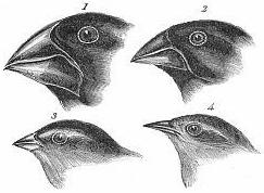 Přírodní výběr Charles Darwin / Russel Wallace základní princip si lze představit pomocí umělého výběru, který prováděl člověk v procesu domestikace.