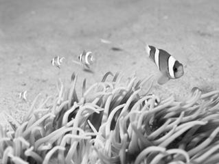 Statické snímky Filmy S Fotografování pod vodou (Pod vodou) Umožňuje pořizovat přirozeně zbarvené snímky života a scenérií pod vodní hladinou při použití