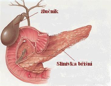 Slinivka břišní Pankeas 1. Žláza s vnitřní sekrecí produkuje (hormony) inzulín - glukagon - somastatin (regulace tvorby inzulínu a glukagonu) 2.