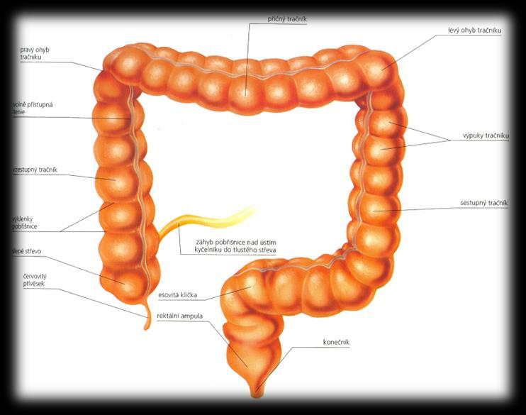 Tlusté střevo: Slepé střevo - imunitní orgán Tračník - hlavní část tlustého střeva - vzestupný - příčný - sestupný Konečník - vyúsťuje do řitního