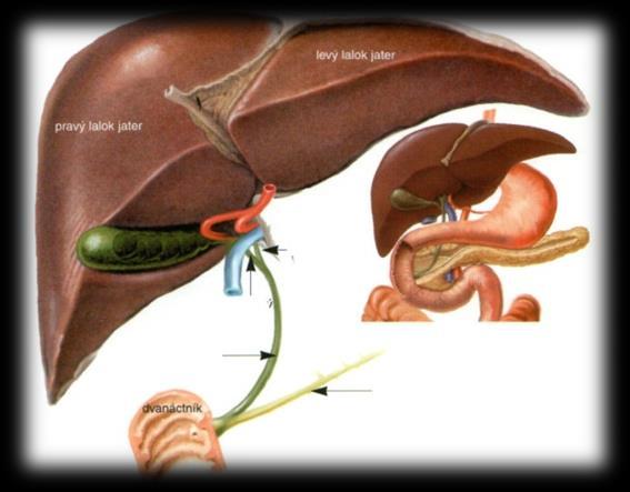 Játra: Funkce: - metabolické : - sacharidy: tvorba glykogenu (lipidů z glukózy) - konstantní hladina glykemie - lipidy: syntéza mastných kyselin,