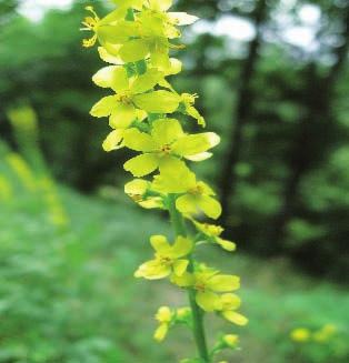 ROSTLINY S POTENCIÁLNÍ ANTIDIABETICKOU AKTIVITOU 1. ČÁST Agrimonia eupatoria Řepík lékařský (Rosaceae) Vytrvalá léčivá bylina s areálem rozšíření po celé Evropě, jihovýchodní Asii a Severní Americe.