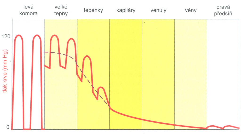 1.2 Cévní systém Cévní systém představuje systém různých typů cév, které dělíme do 6 kategorií: Pružníkové cévy velké cévy, které zabezpečují rychlý transport krve.