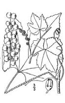 Aromatická látka zodpovědná za fox se nazývá furaneol (2,5-dimethyl-4-hydroxy-2,3-dihydro-3-furanon). Je senzoricky zjistitelná již i v malém množství cca 30-40 ppb. (DOKUPIL, 1989).