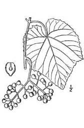 Vitis cinerea Engelmann má vyšší odolnost až rezistenci vůči plísni révové, červené spále, padlí i mrazu a dobře snáší volný vápník v půdě (Dokupil, 1989).