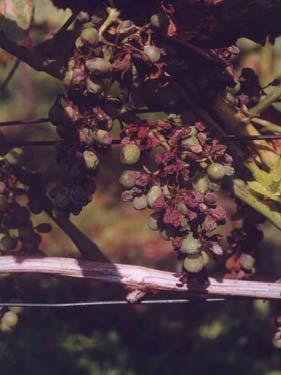 Plíseň révová se řadí k polycyklickým onemocněním a může v průběhu vegetačního období vytvořit celou řadu vegetačních cyklů.