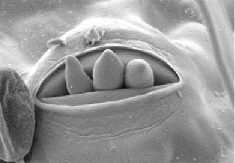 3 Sporangia a zoospory Sporangia (mikrosporangia) jsou rovněž hyalinní, podlouhle vejčitého až eliptického tvaru, zakončená apikální papilou, o