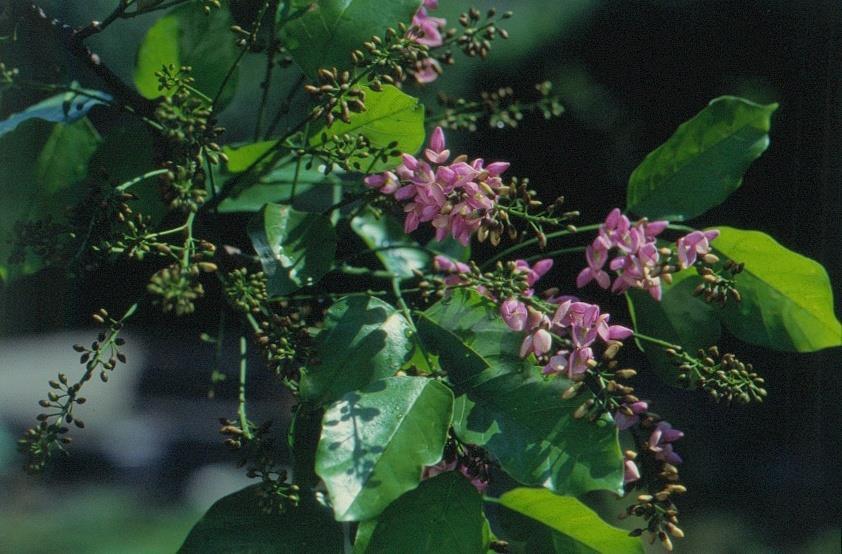 Pongamia