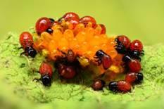 Leptinotarsa decemlineata mortalita (%) 100 90 80 70 60 50 40 30 20 10 0 VAZTAK 10 EC CALYPSO 480 SC
