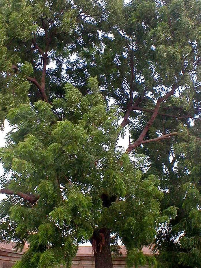 Neem