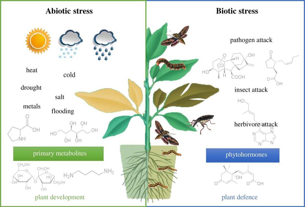 Stresové faktory rostlin 1. Abiotické - fyzikální (vítr, UV, teplota) - chemické (zasolení, výživa) 2.