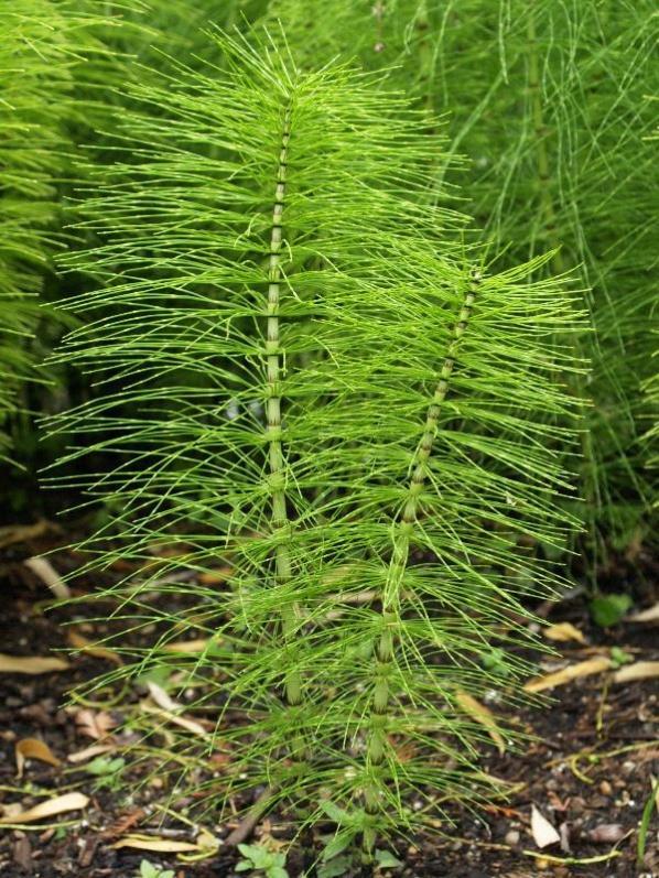 Equisetum arvense L.
