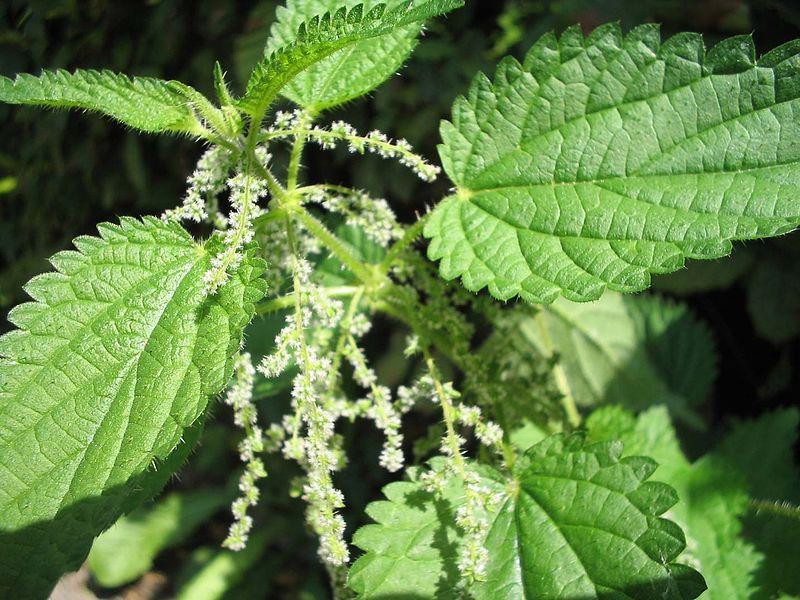 Urtica spp.
