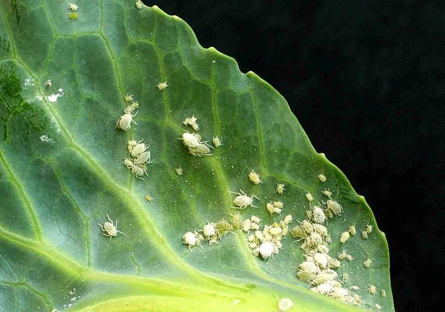 Rostlinné sekundární metabolity využitelné v ochraně rostlin Biocidní látky
