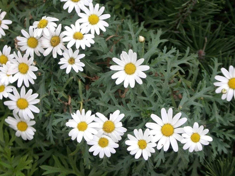 Pyrethrum