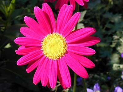 cinerariifolium