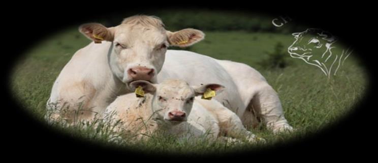 Hovězí směsný balíček cca 5kg Charolais Chlazené vakuově balené hovězí maso s plemene Charolais Složení balíčku: 1 kg h. zadní, 1 kg h. přední, 0,8 kg roštěnec nebo fal.