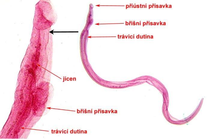 Velký pták přísavka