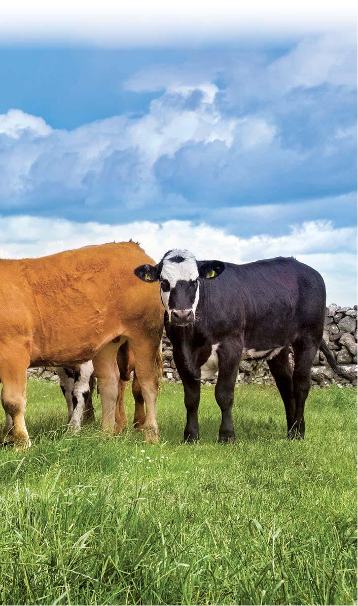 IRSKE ^ HOVEZI MASO Irské hovězí maso Přes nesporný význam chovu dobytka za účelem produkce