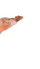 ˆ ˆ KUZLECI A KRALICI MASO Kůzle celé Kůzle celé mražené, bez hlavy a vnitřností 265001 1 ks cca 3 5 kg Králičí maso Králičí maso svým složením patří k jednomu z nejhodnotnějších druhů mas.