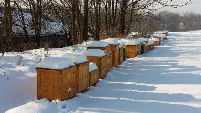 Co dělají včelky: V zimě je na včelnici klid. Včelky se občas proletí vyprázdnit a pro vodu. Dělají to ovšem jen, pokud není moc zima. V zimě včely nespí, ale udržují stálou teplotu v úlu.