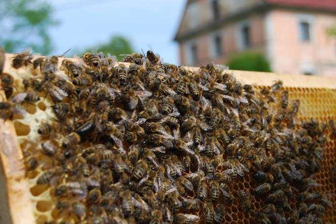 ÚVOD Tento E-book je určen pro laickou společnost. Tentokrát Vám ukážeme, jak vypadá včelařův rok. Včelařův rok se řídí dle jednotlivých ročních období.