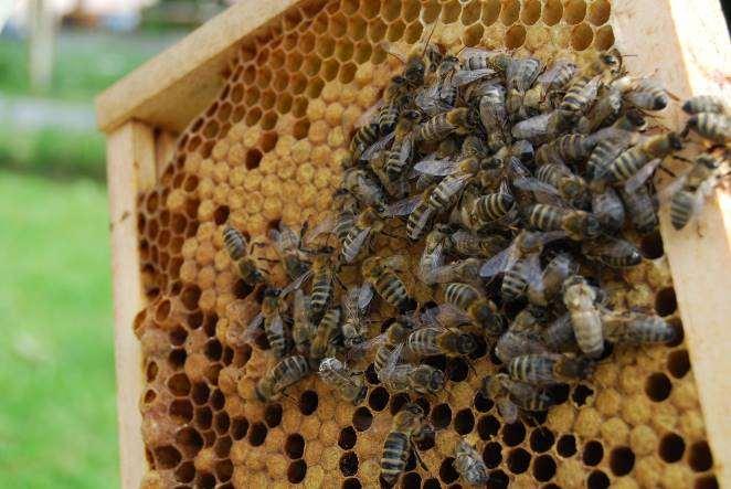 Co dělají včelky: Při pěkném počasí (klidně již v březnu) se včelky poprvé rozletí do krajiny. Přinášejí vodu a musejí se i vykálet. Včelí matka začíná více klást a včelstvo jde do síly.