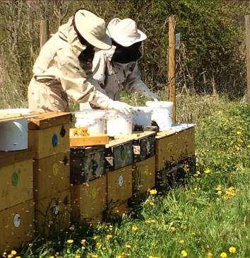 Zkušený včelař již pozná, jestli je včelstvo silné nebo slabé a něco mu chybí. Po shlédnutí zásob si dokáže rychle naplánovat, kdy bude medobraní. První kontrola včelstev a přikrmování oddělků.