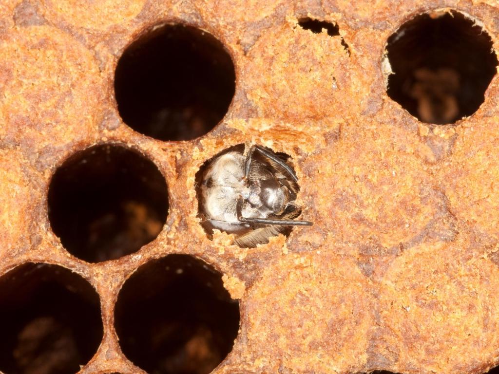Včela vykousává otvor ve víčku buňky Na