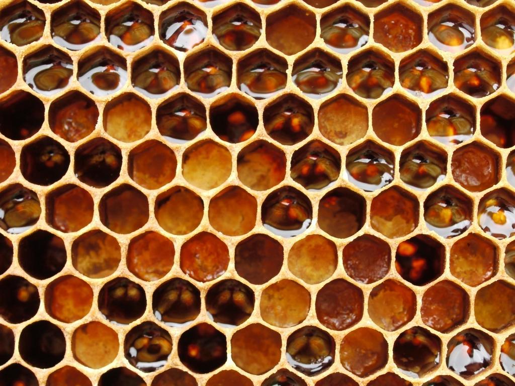 Pylové a cukerné zásoby mají včely