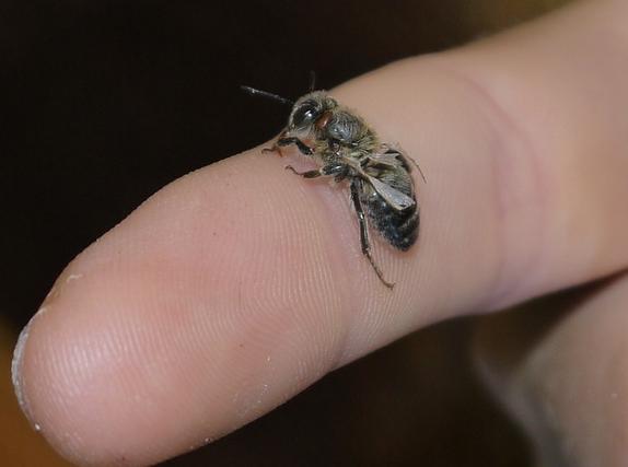 ale i velkou pravděpodobnost výskytu virového