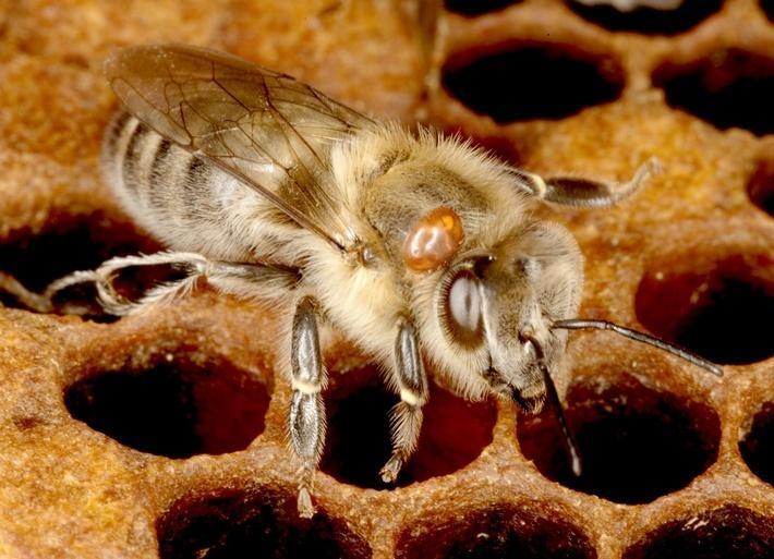 Šíření varroázy do okolí je zajištěno zalétáváním