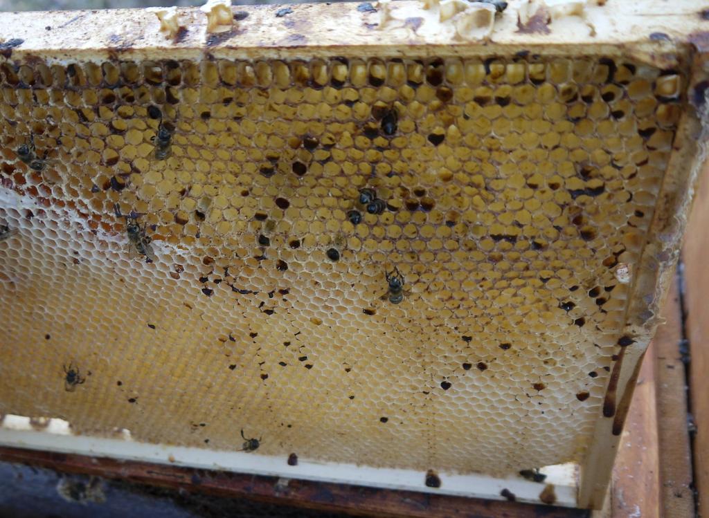 Úplavice včel a pokálené plásty v úlu