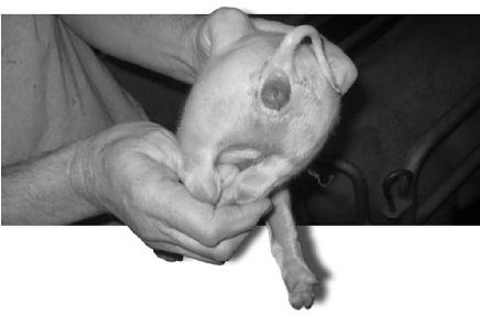 Zearalenon u zvířat vysoké koncentrace toxinu - přechází mykotoxin do mléka prasnic - vyvolání klinických příznaků (zvětšení vulvy) u sajících selat.