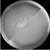 FUMONISINY produkovány některými druhy mikroskopických hub rodu Fusarium (Fusariummoniliforme a F.