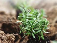 Seed to Seal Young Living nabízí nejčistší esenciální oleje díky pečlivému dodržování postupu Seed to Seal od okamžiku získání semen až po uzavření oleje do lahvičky.