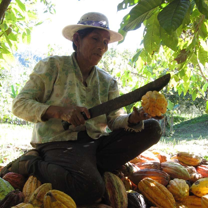 Nařezávání kakaových bobů - fair V ČEM JE FAIR TRADE FÉR? trade družstvo El Ceibo, Bolívie. Foto: Lukáš Lédl.