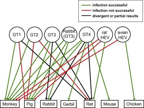 HEV genotypy 3 a 4 zoonotický přenos Experimentální infekce Infekce makaků prasečím HEV Infekce prasat lidským