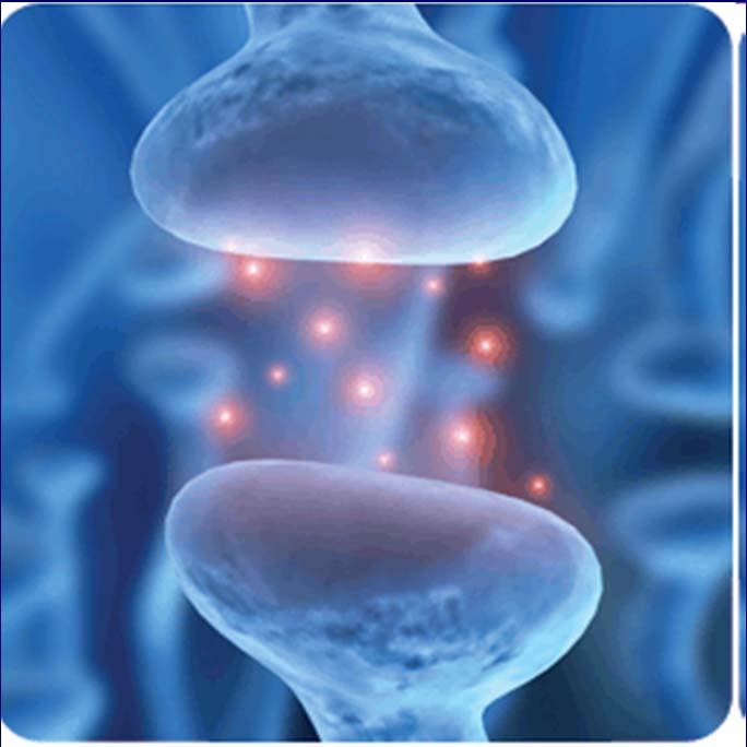 Neuropřenašeče, chování a