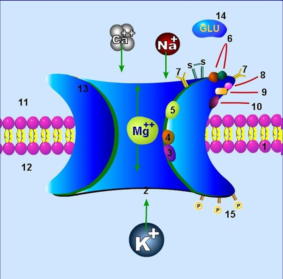 NMDA