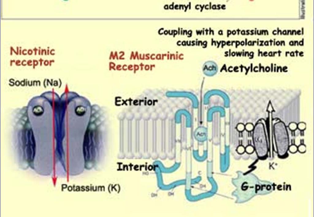 GABA-A receptor chloridový kanál) Trimery (ATP), tetramery (Glu), pentamery (Ach) Vazba ligandu vyvolá