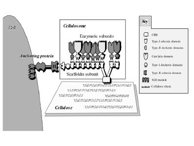 Clostridium