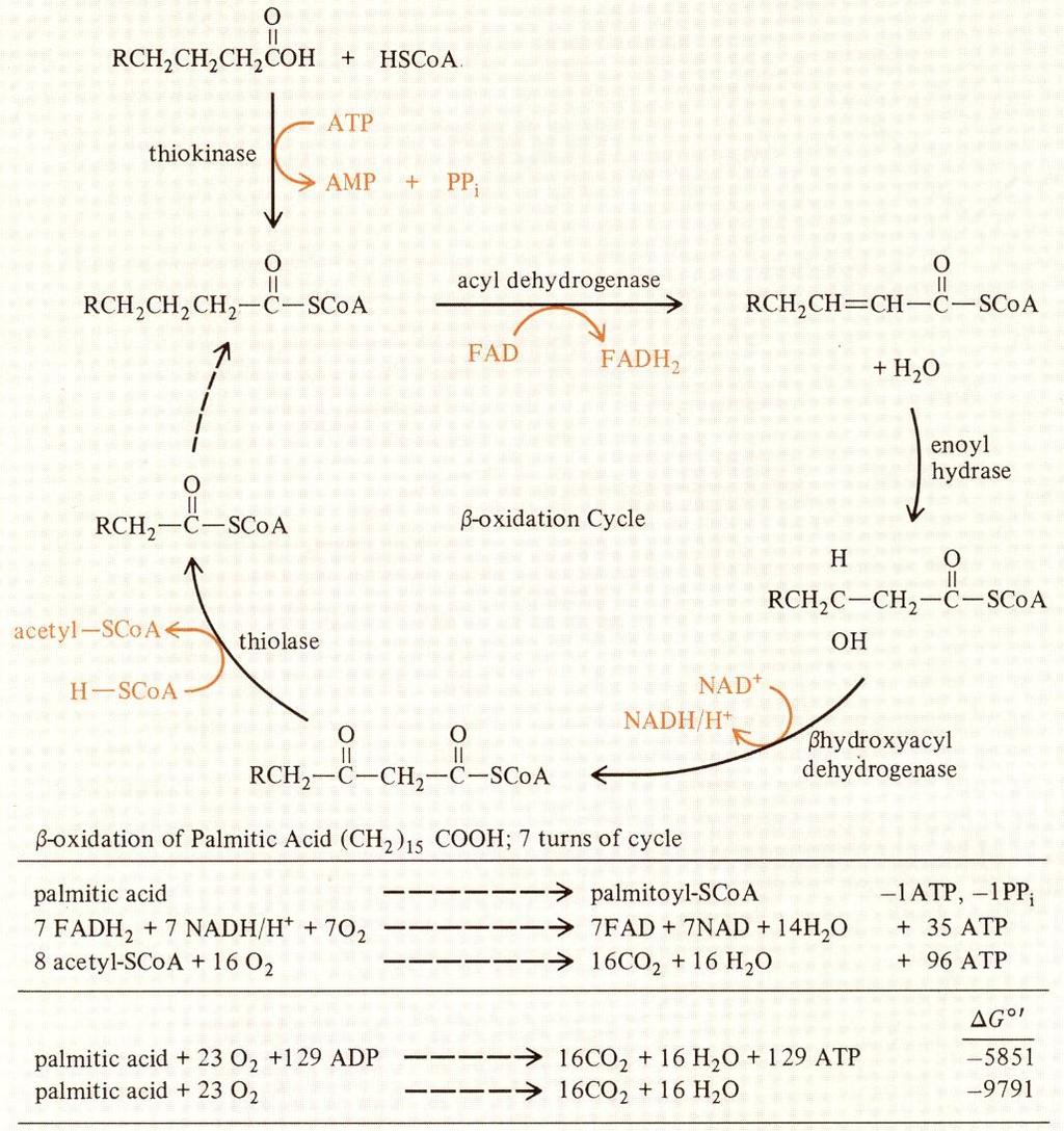 Lipidy jako substrát pro energetický metabolismus triglyceridy b-oxidace glycerol mastné kyseliny